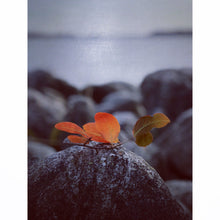 Load image into Gallery viewer, Under the Surface II